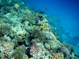 Fototapeta Do akwarium - Korallenriff mit bunten Fischen