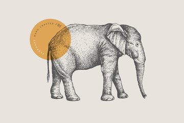  Obraz dużego słonia afrykańskiego, narysowany liniami graficznymi na jasnym tle. Ilustracja wektorowa w stylu grawerowania.