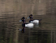 Two Male Ring-necked Ducks In Alaska