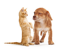 Funny Puppy Scowling At Playful Kitten