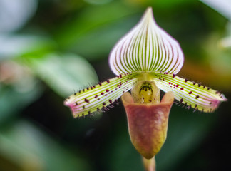 Green Striped Orchid