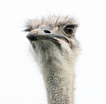An Ostrich Head Closeup With The Bird Staring Front On. 