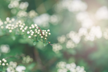 Wall Mural - Beautiful macro of white small wild apple flowers and buds on tree branches. Pale light faded pastel tones. Artistic amazing spring nature. Natural floral background with copyspace