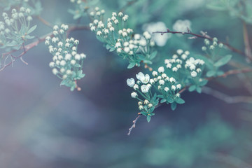 Wall Mural - Beautiful macro of white small wild apple flowers and buds on tree branches. Pale light faded pastel tones. Artistic amazing spring nature. Natural floral background with copyspace