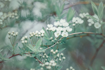 Wall Mural - Beautiful macro of white small wild apple flowers and buds on tree branches. Pale light faded pastel tones. Artistic amazing spring nature. Natural floral background with copyspace