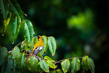 Jamaican Oriole (Icterus Leucopteryx) Bird With Greenish Yellow Plumage/feathers, Black Mask On The Face And Throat, And Black And White Wings, Perched On Tree Branch In Portland, Jamaica.