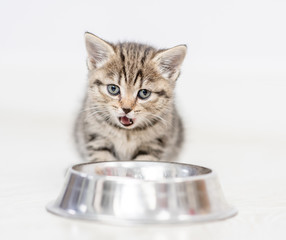 Leinwandbilder - Baby kitten eating food from dish at home