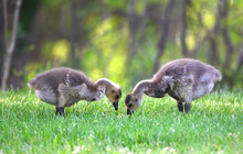 Canada Goose Goslings Eating On The Green Meadow