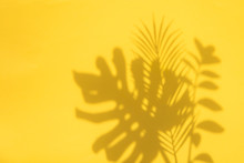 Bright Summertime Trendy Tropical Leaf Shadows On A Yellow Background