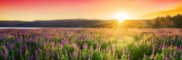 sunset over field with wild flowers, spring blossom