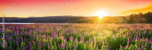 Cuadros en Lienzo Sunset over field with wild flowers