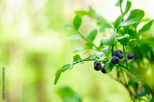 Shrubs with blueberry fruits in the forest