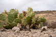 Cactus growing wild