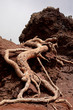 The uprooted roots of a tree