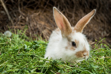 The red rabbit is sitting on the green grass.