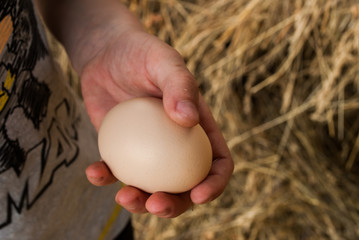 Wall Mural - Children's hand holds chicken egg