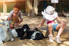 Little Boy And Girl Feeding Goat At Farm