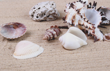 various seashells in the sand in the studio