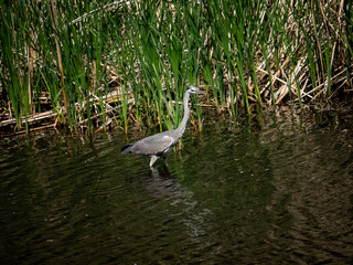 Wall Mural - Grey heron wading in a pond 2