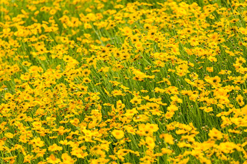 Wall Mural - yellow coreopsis flower blooming background