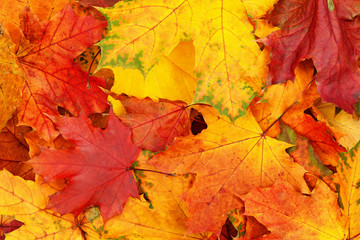 Wall Mural - Closeup of autumn colorful leaves