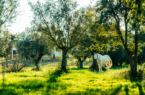 Cavalo Branco No Campo No Por Do Sol Buy This Stock Photo And Explore Similar Images At Adobe Stock Adobe Stock