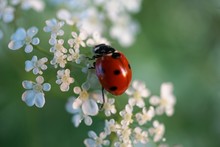 Ladybug On White Flowers