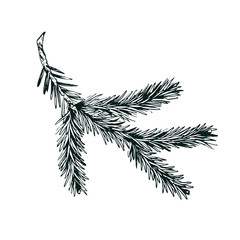fir tree branch ink drawing vector
