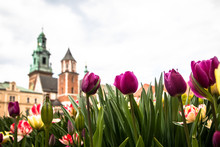 Garden In Wawel Castle Yard With Beautiful Flowers And Castle In The Background