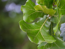 Blackjack Oak, Barren Oak,  Black Oak, Jack Oak, Quercus Marilandica, Leaves Closeup