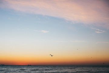 Wall Mural - Beautiful seagulls flying in pink sky and sun rise above sea waves on tropical island. Waves in ocean at sunset light. Tranquil calm moment. Summer vacation. Copy space