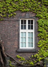 White Window On Brick Wall With Green Liana Plants