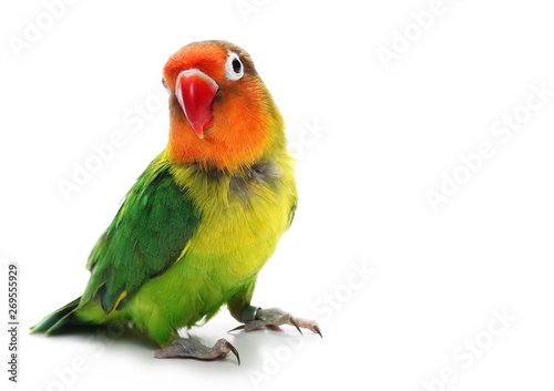 Cuadros en Lienzo Lovebird isolated on white, Agapornis fischeri