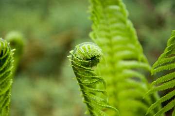 Vernal unfolding fern leaves. Young sprouts of fern of light green color. Forest plants. Spring green vegetative background.