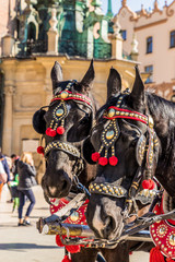 Wall Mural - Portriats of horses in the Main Square in Krakow poland