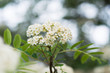 © dorotaemiliac - Closeup of flowering rowan tree corymb in spring, blurred background