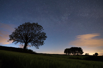 Wall Mural - Tree silhouette in the fields under a starry sky, Cornwall, UK