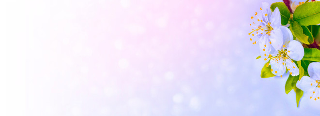 Naklejka na meble Blossoming branch cherry