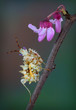Spiny flower mantis on spring tree