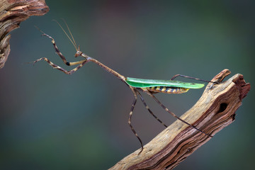 Poster - Texas Unicorn mantis reaching up