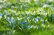 Blue and white scilla siberica or scilla siberica early flowers, snowdrops. Lovely spring flower wallpaper