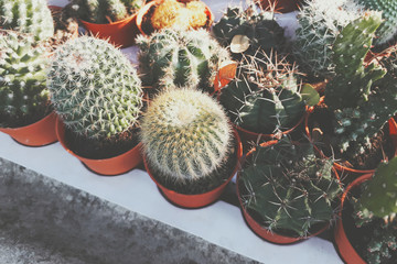 Wall Mural - group of cactus in a pot