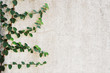 © khuruzero - old cement concrete crack wall texture with green leaf