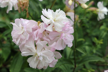 White And Pink Double Soapwort Flowers