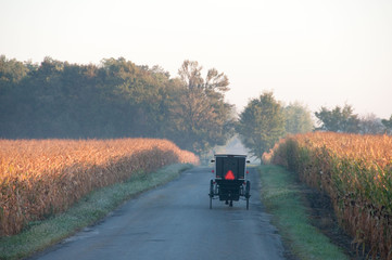 Amish Buggy between Fields of Corn