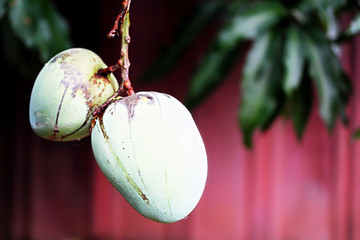 macro of tropical florida mangos in tree