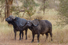 Two Cape Buffalo With Birds On Their Back