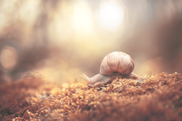 Big snail on the moss