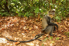 Sykes' Monkey ( Cercopithecus Albogularis ) - Mother And Baby Sitting On Ground, Green Bushes In Background, Gede, Kenya