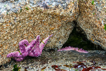A Purple Seastar Clings To A Barnacle Covered Rock At Low Tide